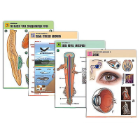 Комплект таблиц по всему курсу биологии (120 штук, формат А1, полноцв, лам) - «globural.ru» - Рузаевка