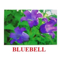 "Wild Flowers-Herbs" ("Полевые цветы-Травы") английские карточки Домана - «globural.ru» - Рузаевка