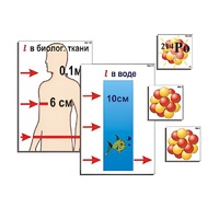 Модель-аппликация "Явление радиоактивности" (ламинированная) - «globural.ru» - Рузаевка