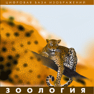 Зоология. (Цифровая база изображений) - «globural.ru» - Рузаевка
