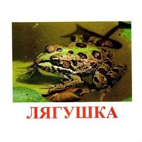Карточки Домана "Амфибии и рептилии" - «globural.ru» - Рузаевка