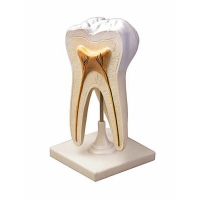 Модель строения зуба - «globural.ru» - Рузаевка