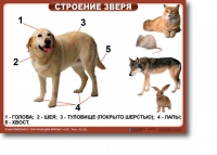 Ознакомление с окружающим миром. 1-4 класс. Комплект таблиц. Наглядные пособия для начальной школы, учебные пособия - «globural.ru» - Рузаевка
