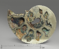 Аммонит пиритизированный, полированный срез 4-4,5 см - «globural.ru» - Рузаевка