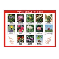 Таблица демонстрационная "Растения Красной книги" (винил 100х140) - «globural.ru» - Рузаевка