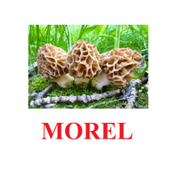 "Mushrooms" ("Грибы") английские карточки Домана - «globural.ru» - Рузаевка