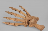 Лапа пещерного медведя Ursus spelaeus задняя - «globural.ru» - Рузаевка