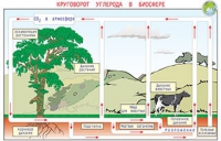 Плакаты и таблицы по общей экологии - «globural.ru» - Рузаевка