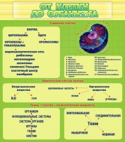 Стенд "От клетки до организма" - «globural.ru» - Рузаевка