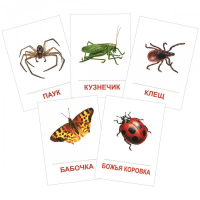 Раздаточные карточки "Насекомые" - «globural.ru» - Рузаевка