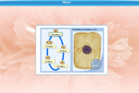 Интерактивные курсы. Биология 6 класс. Базовый  - «globural.ru» - Рузаевка