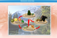 Интерактивные курсы. Биология 7 класс. Базовый - «globural.ru» - Рузаевка