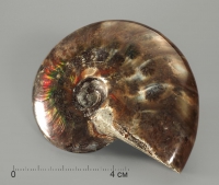 Аммонит с аммолитом, полированный - «globural.ru» - Рузаевка