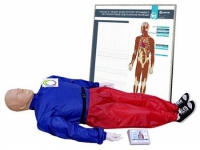 Тренажер-манекен взрослого пострадавшего "Александр-01" для отработки приемов сердечно-легочной реанимации (голова, туловище, конечности) с контроллером и настенным табло - «globural.ru» - Рузаевка