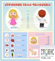 Стенд "Строение человека" для детей - «globural.ru» - Рузаевка