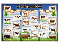 Стенд "Породы коров" - «globural.ru» - Рузаевка