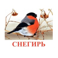 Карточки Домана "Птицы-1" - «globural.ru» - Рузаевка