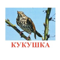 Карточки Домана "Птицы-3" - «globural.ru» - Рузаевка