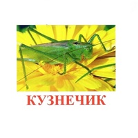 Карточки Домана "Насекомые" - «globural.ru» - Рузаевка