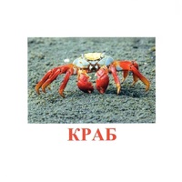 Карточки Домана "Подводный мир" - «globural.ru» - Рузаевка