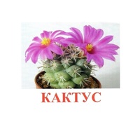 Карточки Домана "Цветы-2" - «globural.ru» - Рузаевка