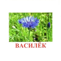 Карточки Домана "Полевые цветы-Травы" - «globural.ru» - Рузаевка