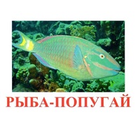 Карточки Домана "Рыбы" - «globural.ru» - Рузаевка