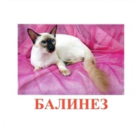 Карточки Домана "Породы кошек" - «globural.ru» - Рузаевка