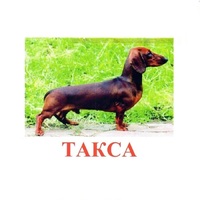 Карточки Домана "Породы собак" - «globural.ru» - Рузаевка