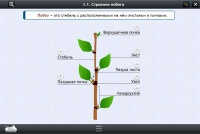 Интерактивные курсы. Биология 6 класс. Расширенный - «globural.ru» - Рузаевка