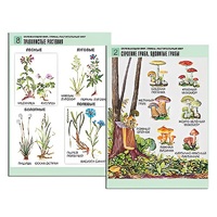 Комплект таблиц для начальной школы "Окружающий мир. Грибы. Растительный мир" - «globural.ru» - Рузаевка