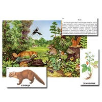 Магнитный плакат-аппликация "Лес: биоразнообразие и взаимосвязи в сообществе" - «globural.ru» - Рузаевка