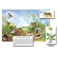 Магнитный плакат-аппликация "Луг: биоразнообразие и взаимосвязи в сообществе" - «globural.ru» - Рузаевка