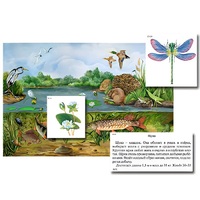 Магнитный плакат-аппликация "Водоем: биоразнообразие и взаимосвязи в сообществе" - «globural.ru» - Рузаевка