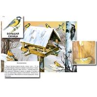 Магнитный плакат-аппликация "Биоразнообразие и экологические группы. Птицы зимой" - «globural.ru» - Рузаевка