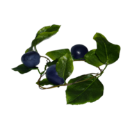 Ветка муляжей "Слива" - «globural.ru» - Рузаевка