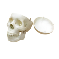 Модель "Череп человека" - «globural.ru» - Рузаевка