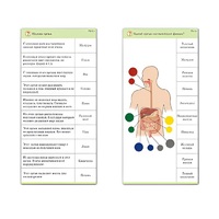 Комплект карточек (10) "Обучающий калейдоскоп. Человек" - «globural.ru» - Рузаевка
