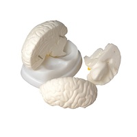 Модель мозга в разрезе - «globural.ru» - Рузаевка