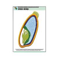 Рельефная таблица "Зерновка пшеницы" (формат А1, матовое ламинир.) - «globural.ru» - Рузаевка