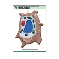 Рельефная таблица "Растительная клетка" (формат А1, матовое ламинир.) - «globural.ru» - Рузаевка