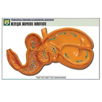 Рельефная таблица "Желудок жвачного животного" (формат А1, матовое ламинир.) - «globural.ru» - Рузаевка