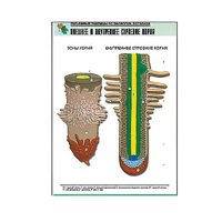 Рельефная таблица "Внешнее и внутреннее строение корня" (формат А1, матовое ламинир.) - «globural.ru» - Рузаевка