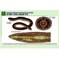 Рельефная таблица "Внутреннее строение дождевого червя" (формат А1, матовое ламинир.) - «globural.ru» - Рузаевка