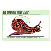 Рельефная таблица "Внутреннее строение брюхоногого моллюска" (формат А1, матовое ламинир.) - «globural.ru» - Рузаевка