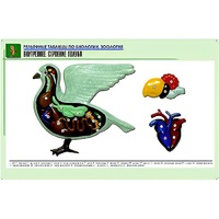 Рельефная таблица "Внутреннее строение голубя" (формат А1, матовое ламинир.) - «globural.ru» - Рузаевка