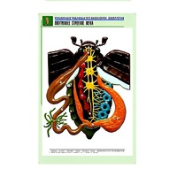 Рельефная таблица "Внутреннее строение жука" (формат А1, матовое ламинир.) - «globural.ru» - Рузаевка