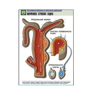 Рельефная таблица "Внутреннее строение гидры" (формат А1, матовое ламинир.) - «globural.ru» - Рузаевка
