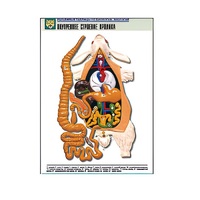 Рельефная таблица "Внутреннее строение кролика" (формат А1, матовое ламинир.) - «globural.ru» - Рузаевка