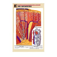 Рельефная таблица "Почка. Макро-микростроение" - «globural.ru» - Рузаевка